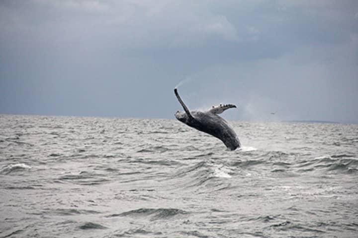 Whales have been spotted off the coasts of New York and Connecticut. According to environmentalist John Cronin, we shouldn&#x27;t be surprised to see the &#x27;superstar&#x27; species.