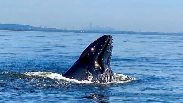 A humpback whale was spotted in a New York harbor.