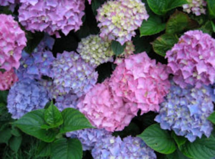 The Darien Community Association will host a luncheon and seminar on caring for hydrangeas and roses on Tuesday, May 3.