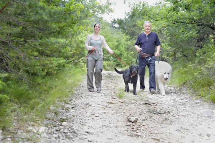 Dog owners can learn about taking their dogs out on trails at an education event in Westport.