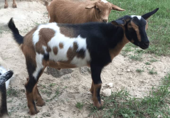 Two new goats have arrived at Tilly Foster Farm