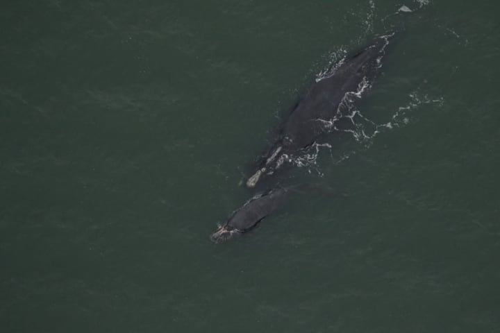 Right whale Catalog #1950 and calf sighted January 11, 2024 off St. Simons Sound, GA.
  
