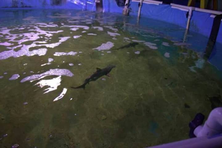 Wildlife officials found seven live sharks in an indoor pool in Lagrangeville.