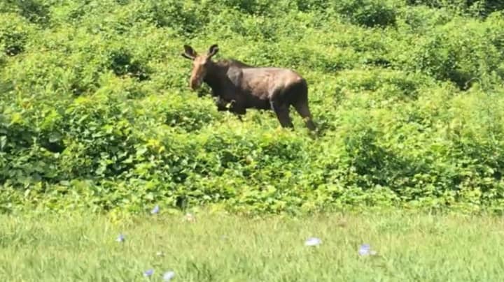 This moose was seen on the side of the Bear Mountain Parkway on the Peekskill/Cortlandt border around 10 a.m. Sunday. On Monday, officials from the state Department of Environmental Conservation warned the public not to approach or try to capture it.