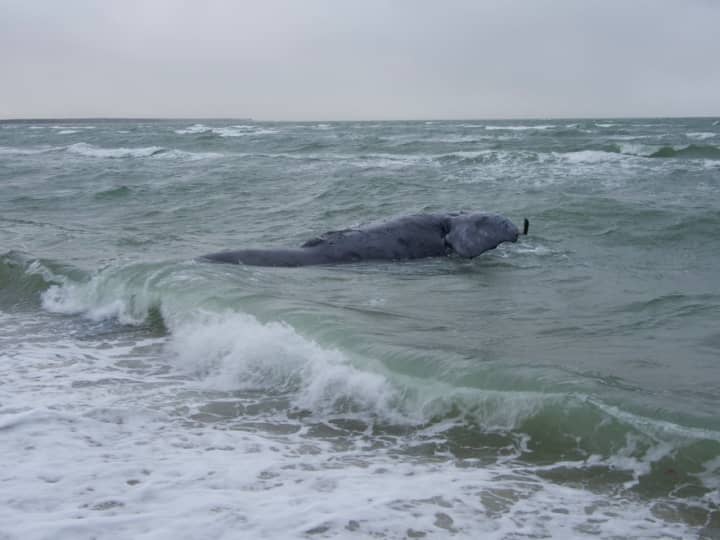 The 3-year-old whale was last seen in June 2023 in “poor health."