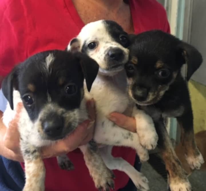 Some of the puppies rescued on Friday by Pet Rescue of Harrison. They are now available for adoption at its Harrison Avenue facility.
