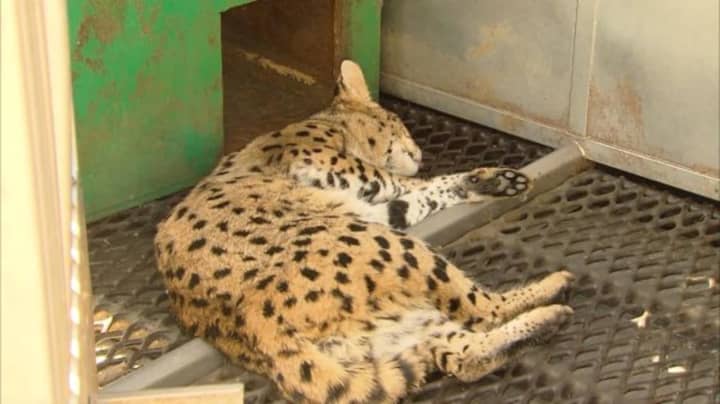 An African Savannah cat was found on Mill Street in Paterson.