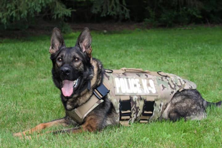 K9 Maverick of the Fairfield Police Department models new protective armor.