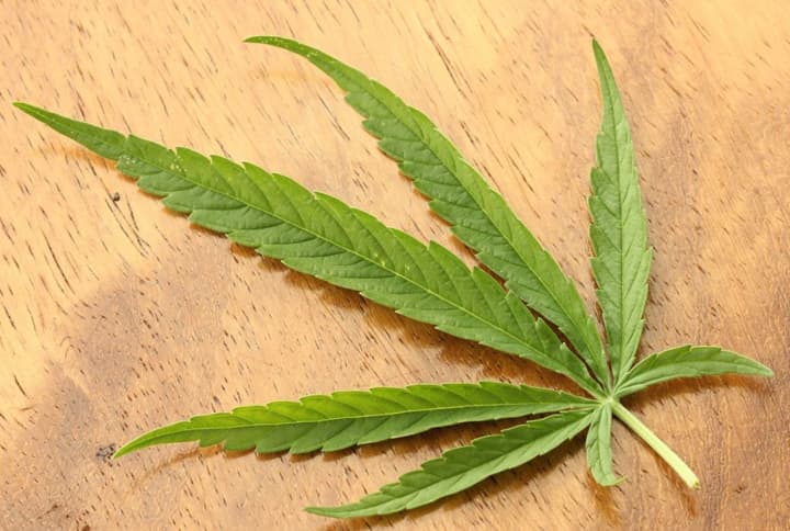 Cannabis satifva leaf