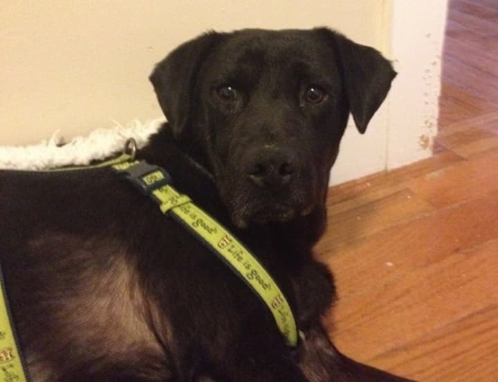 Hutch, a foster dog, has gone missing from his temporary Verplanck digs. The Lab mix is suffering from several ailments and is likely very scared.