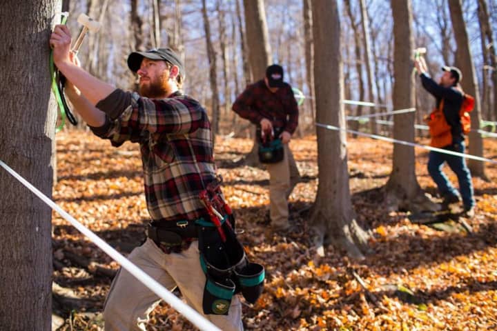 Works prepare the trees at Madava Farms for the upcoming maple season.
