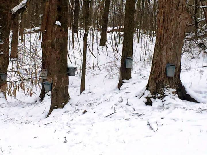 A maple sugaring event takes place at Ward Pound Ridge Reservation on Saturday, Feb. 27.