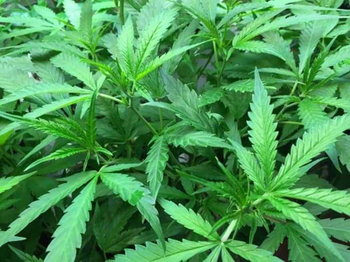 Dozens of marijuana plants like these were seized during a raid on a Stony Point residence last week.