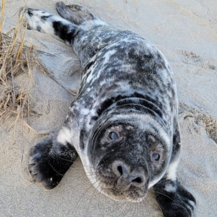 A young male grey seal rescued by the Marine Mammal Stranding Center in Brigantine, NJ.