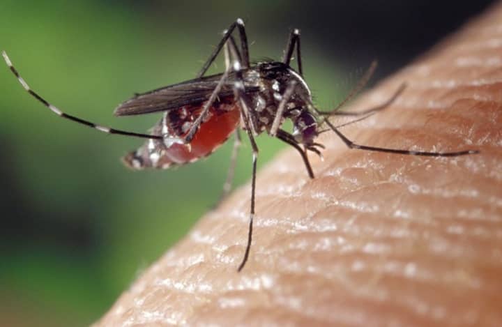 Humans contract West Nile Virus when bitten by an infected mosquito. Symptoms of the virus include headache, body aches, joint pains, vomiting, diarrhea, or rash. It can be fatal in rare instances.