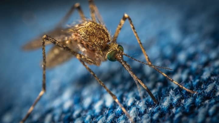 Brookline health officials are asking people to take precautions against mosquito bites after several of the insects in the area tested positive for West Nile Virus this week.