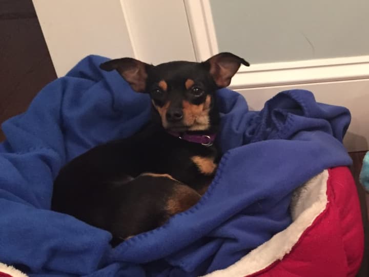 Mimi shown cuddled up in a blue blanket who went missing Friday in Rye has been found, according to Lost Pets of Westchester County NY.