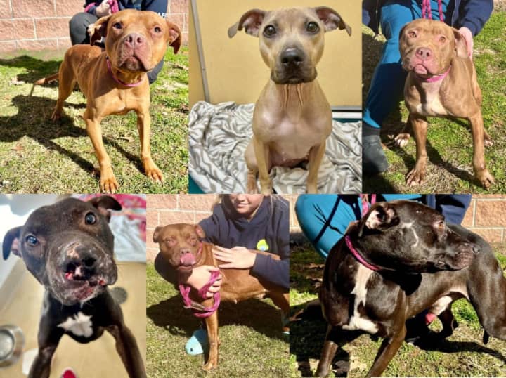 Some of the eight dogs rescued from a suspected dogfighting ring in Neptune Township, NJ.
