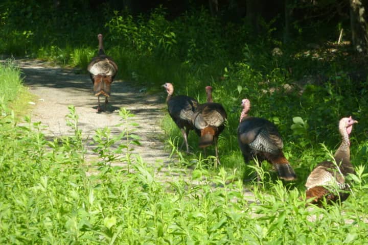 Wild turkeys trot along the Wheels in the Woods trail at Earthplace.  
