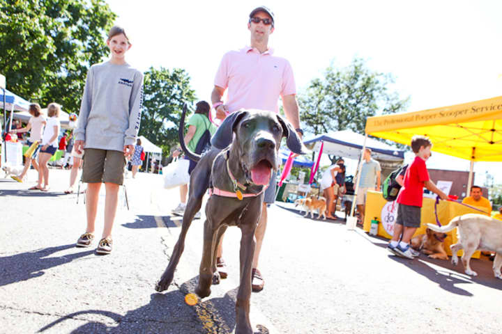 New Canaan&#x27;s Dog Day is just one of the events going on in the Stamford area this weekend. 