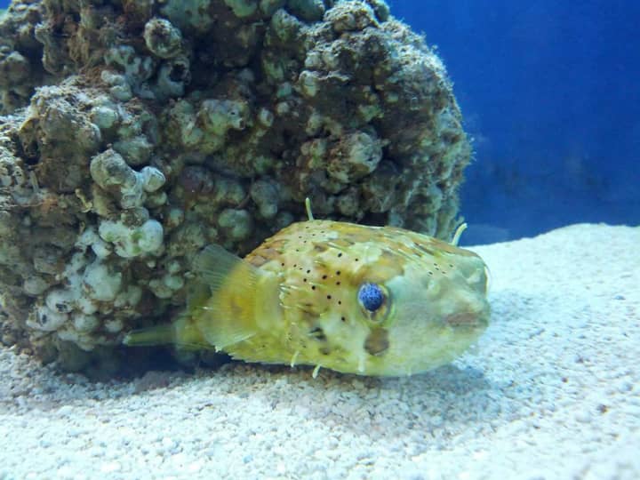 This Pacific Porcupine Puffer is one of many fish offered for sale at the new Armonk shop, Haaki.