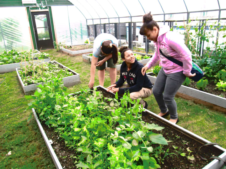 Peekskill Middle School students Briana Moran, Essence Boyd-Roberts and Olivia McIntosh work the land in the garden on the middle school&#x27;s campus. 