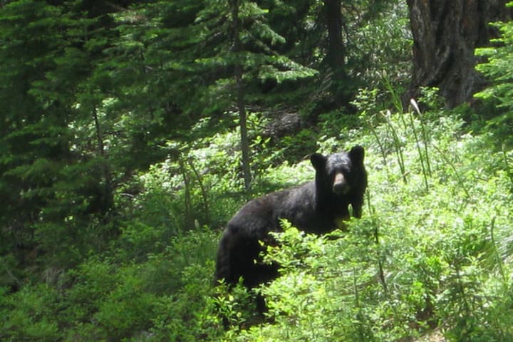 A black bear was sighted in Peekskill early Tuesday, city officials said.