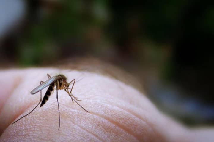 Mosquitoes carrying the West Nile Virus were discovered in East Haven.