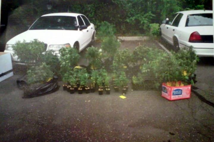 Plants ranging from seedlings to those ready for harvest were seized from an Edlie Avenue house in Norwalk on Thursday.
