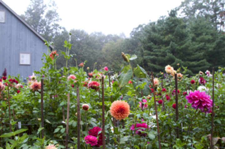 The Garden Conservancy will open a private dahlia garden in Weston to the public on Sept. 22.