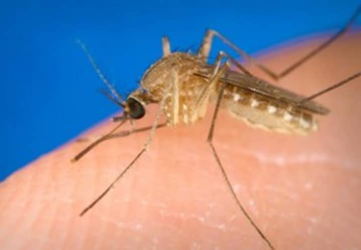 Mosquitoes caught in Stamford on July 22 tested positive for West Nile virus. 