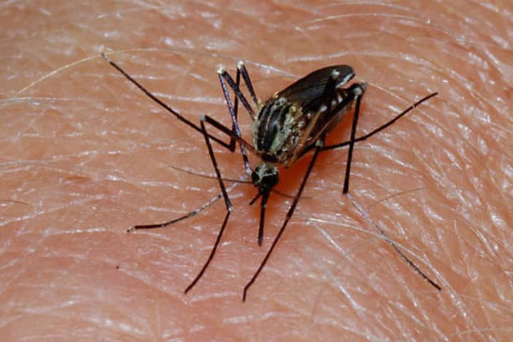 The first batch of mosquitos in Westchester to test positive for West Nile Virus was found in Rye Brook.