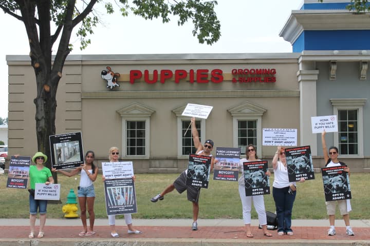 NY Breeder in White Plains was temporarily closed by the Westchester Health Department, just two weeks after protesters stood outside the store.