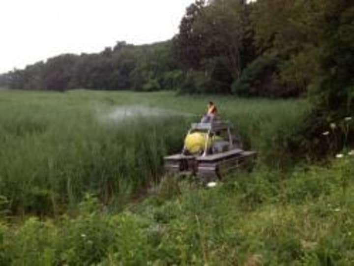 DEEP workers spray phragmites with herbicide at the Taylortown Salt Marsh in Wesport.
