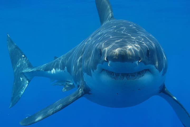 Several shark sightings were reported off the coast of Jones Beach.