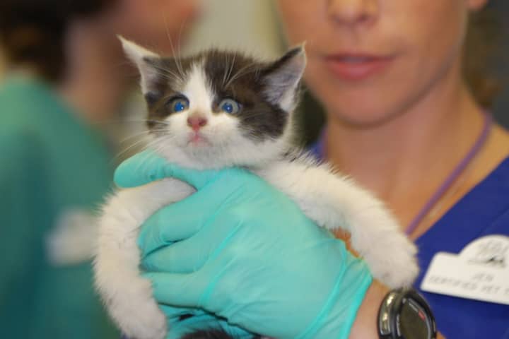 An approximately 5-week-old kitten that was trapped inside the engine compartment of a Porsche is treated at Schulhoff Animal Hospital in Westport.