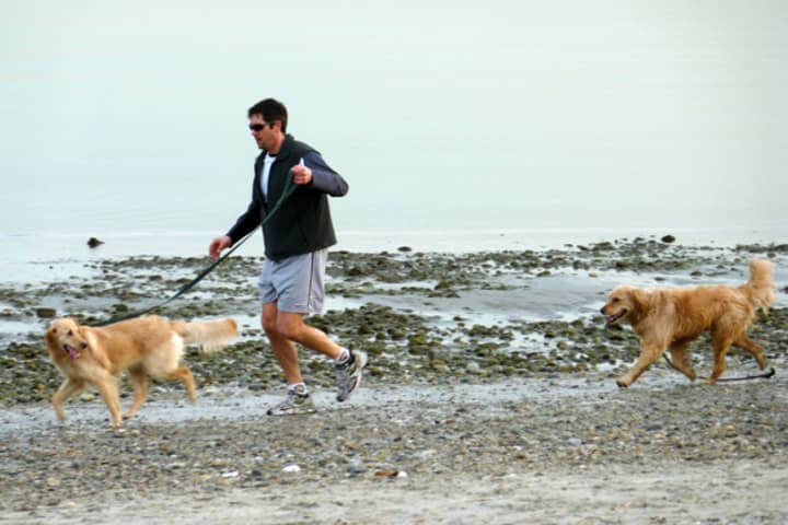 Dogs will be allowed to enjoy Westport&#x27;s Compo Beach with their owners from Oct. 1 through March 31.