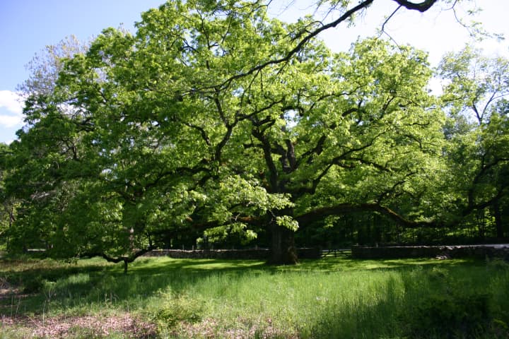 The Bedford Oak, estimated to be about 500 years old, is in good health according to a new study.
