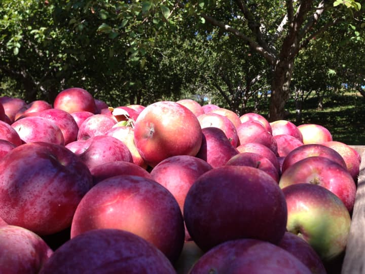 Great weather has made for great apples this fall in Westchester.