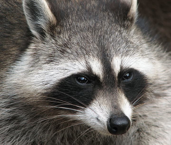 A raccoon trapped inside a Stamford dumpster reportedly bit a man when he reached inside. 