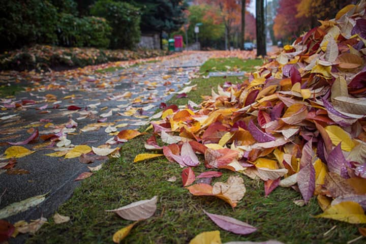 The city of New Rochelle will begin leaf collection on Tuesday.