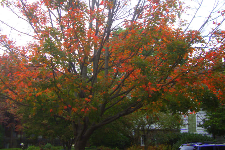 More trees in Westchester will soon begin to display vibrant colors like this one in Rye.