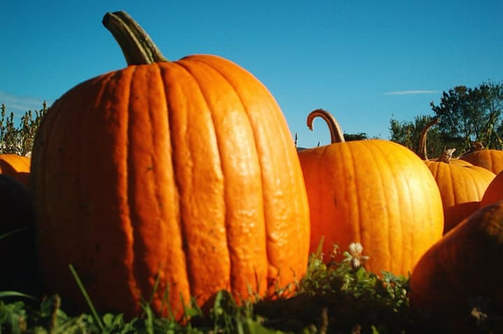 Carve your own pumpkin at the Greenwich Library on Oct. 26.