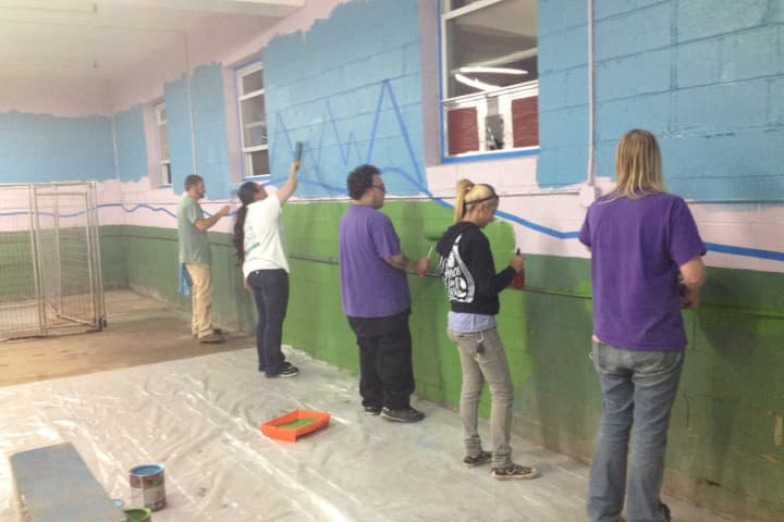 Workers at Canine Kindergarten in Verplanck paint a mural for the pets.