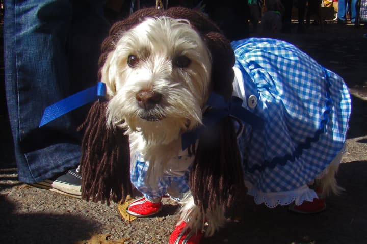 Dress up your pet and celebrate &quot;Howl-o-Ween&quot; at Scarsdale&#x27;s Central Animal Hospital