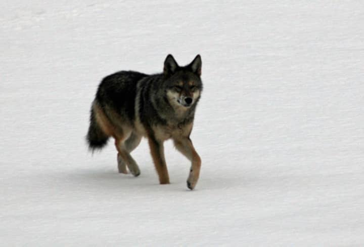 A coyote similar to this one reportedly attacked a dog in a Fairfield yard last week.