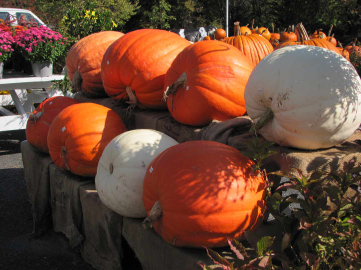 Come out and paint some pumpkins Oct. 30 at the Mamaroneck Public Library.