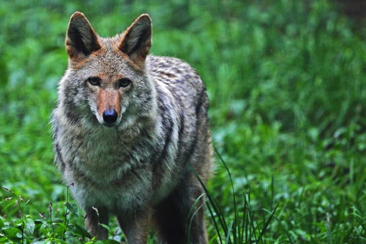 North Castle police are investigating a report of a coyote roaming around the Freedom Road area.