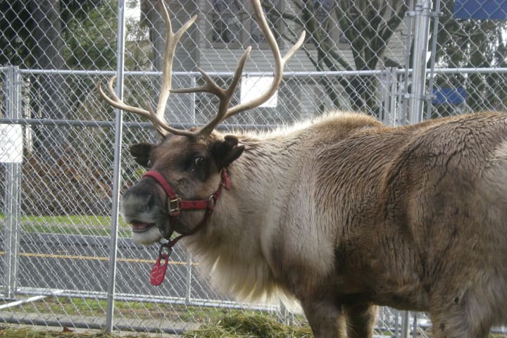 Santa and his reindeer return to Greenwich starting Nov. 29 through Christmas Eve.