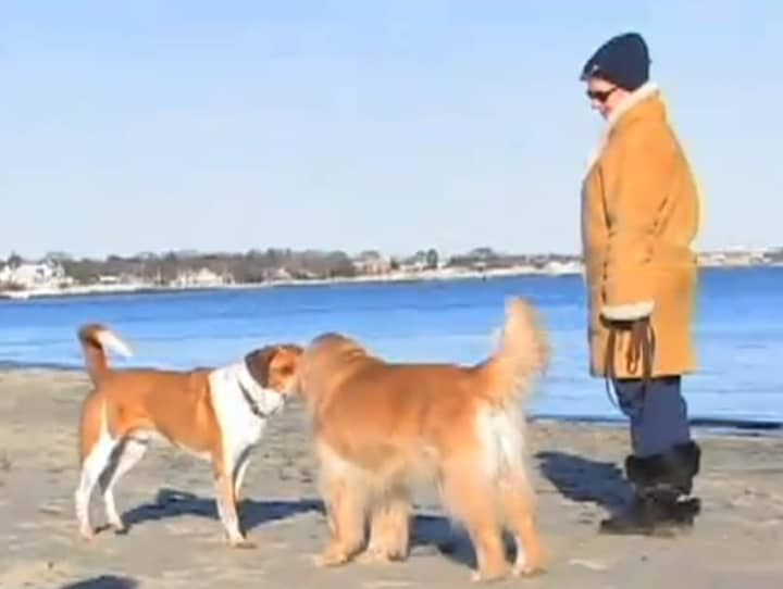 Dogs will be welcomed back to Greenwich Point Park on Sunday, Dec. 1. 